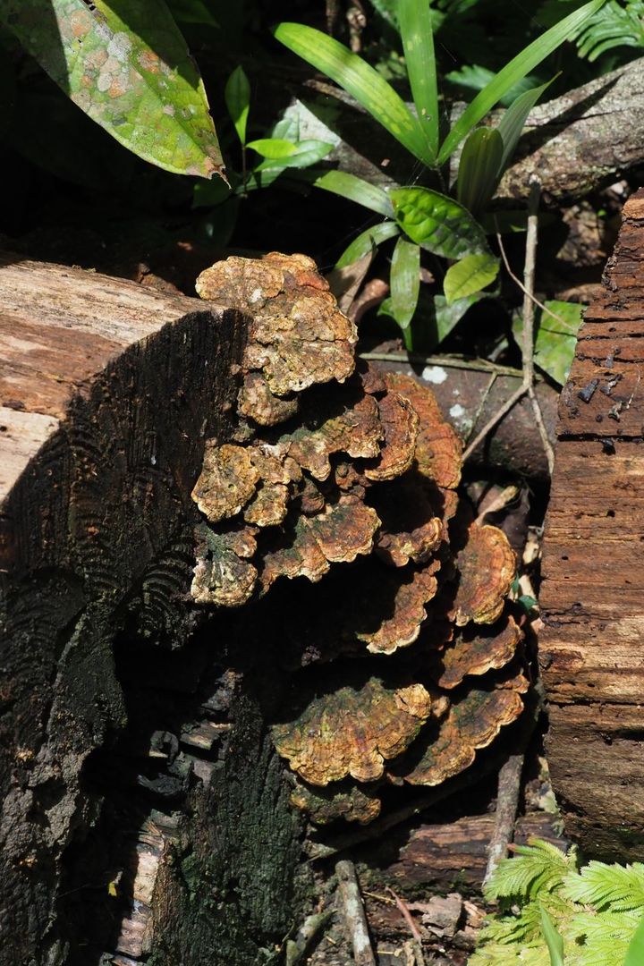 Foto Congresso Brasileiro de Micologia 2019 Foto Congresso Brasileiro de Micologia 2019 - Imagem 1