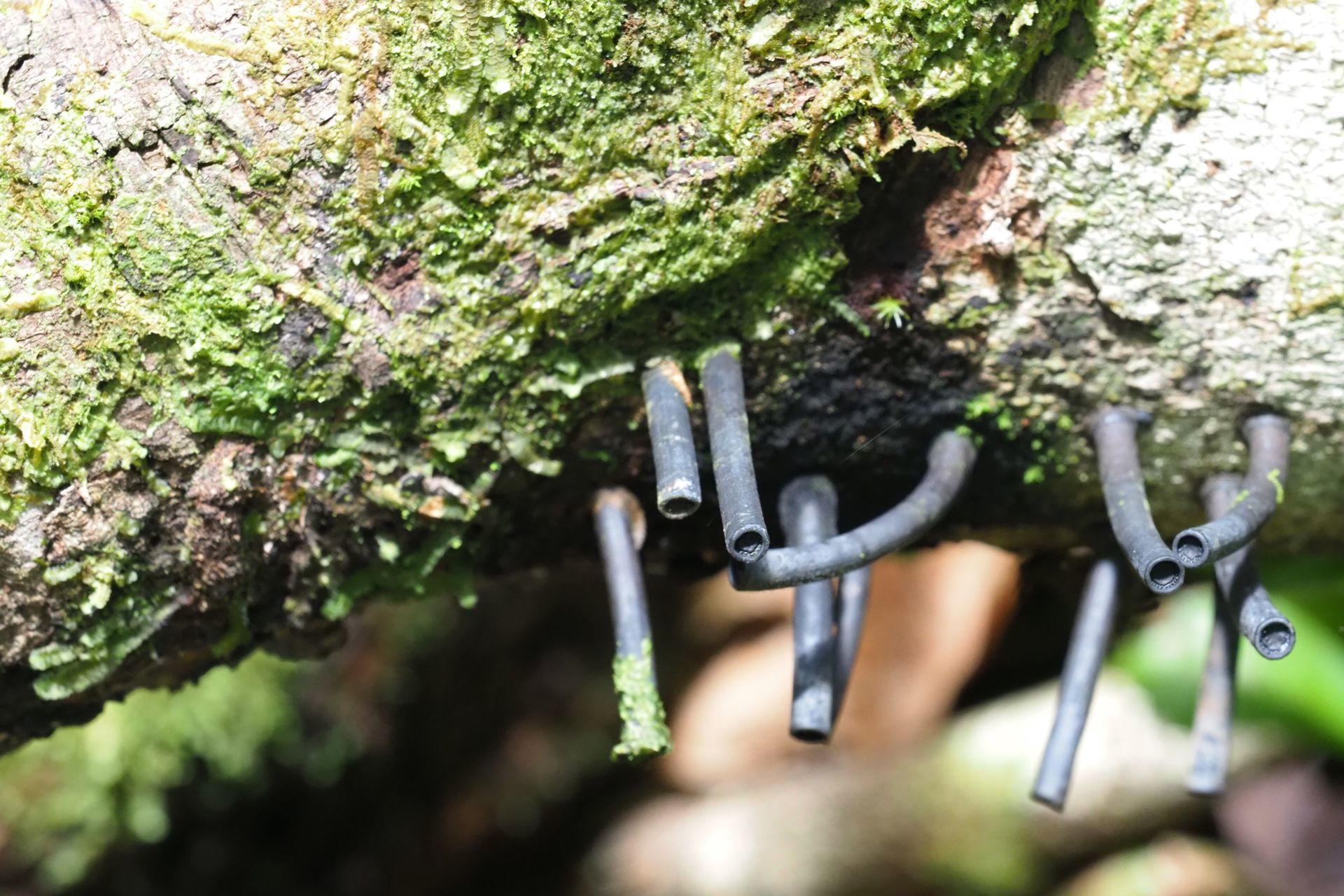 Foto Congresso Brasileiro de Micologia 2019 Foto Congresso Brasileiro de Micologia 2019 - Imagem 2