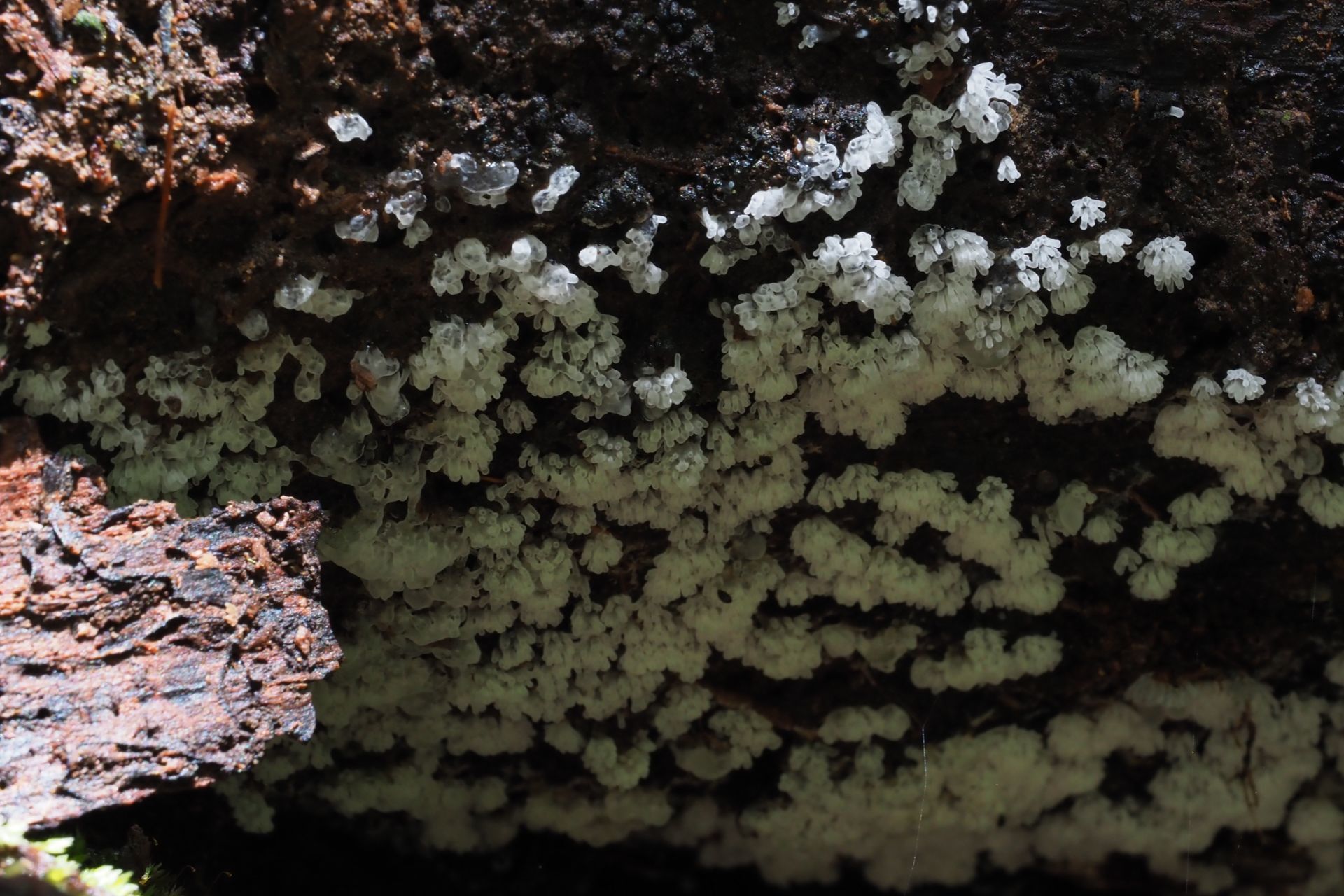 Foto Congresso Brasileiro de Micologia 2019 Foto Congresso Brasileiro de Micologia 2019 - Imagem 4
