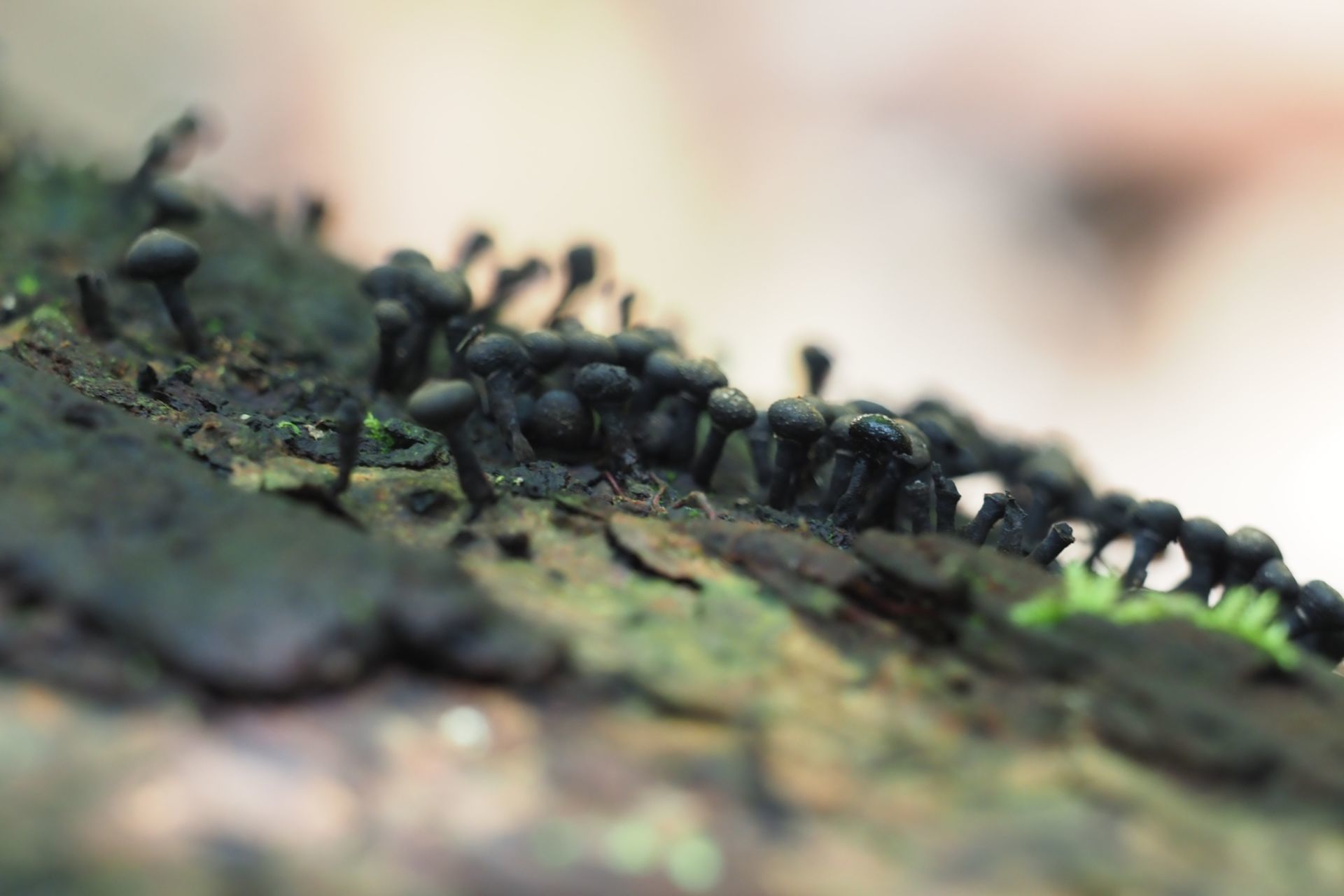 Foto Congresso Brasileiro de Micologia 2019 Foto Congresso Brasileiro de Micologia 2019 - Imagem 3