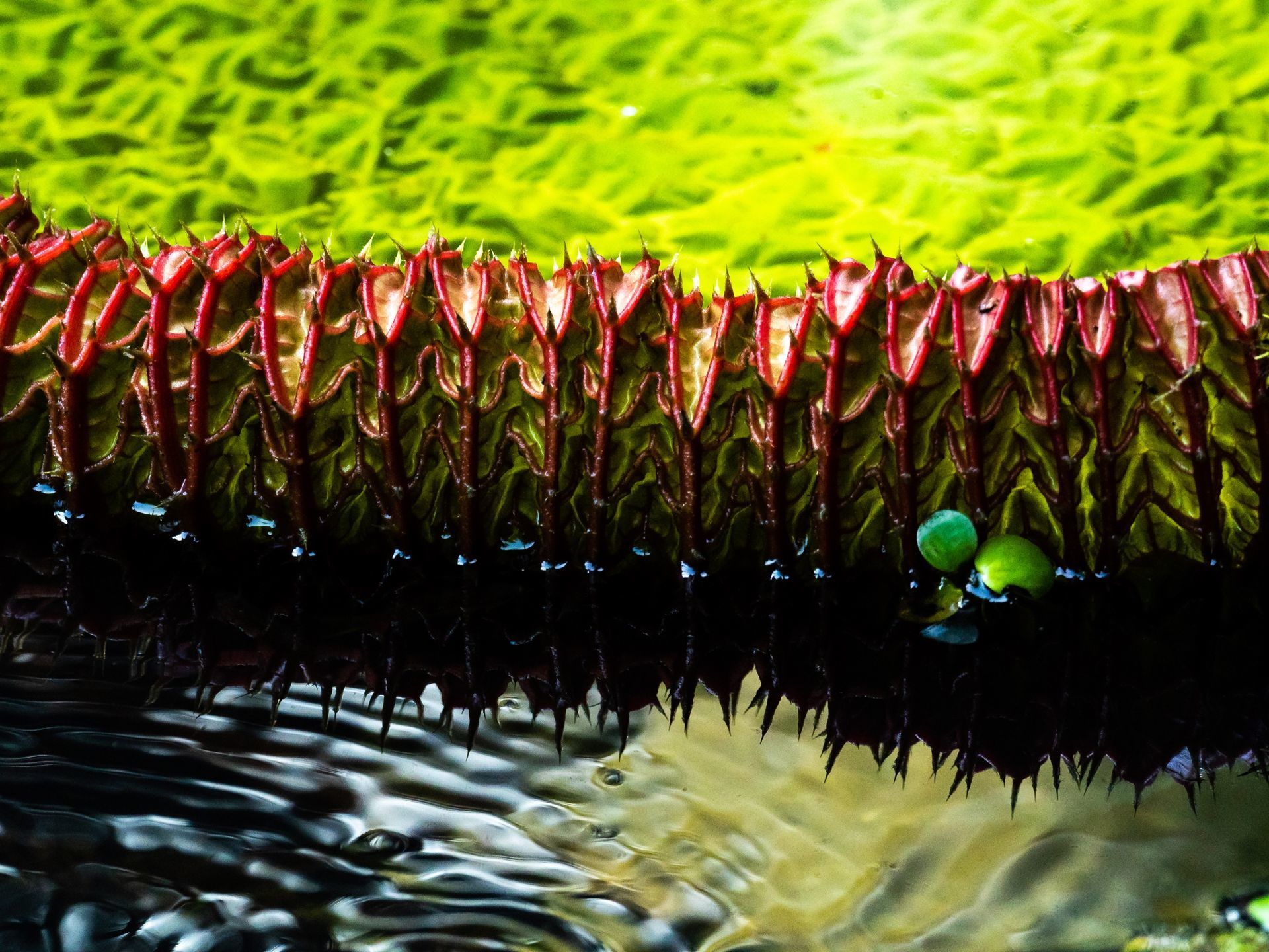 Foto Beautiful Imperfectios from Gurushots - Imagem 0